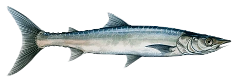Barracuda