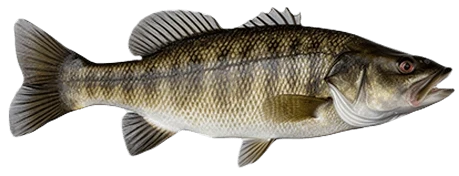 Bass przybrzeżny