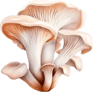 Boczniak
