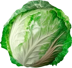 Kapusta