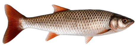 Kleń