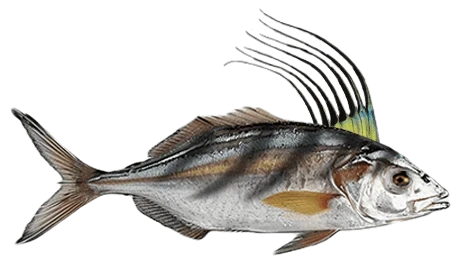 Kogut