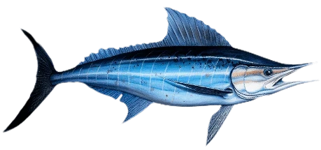 Marlin