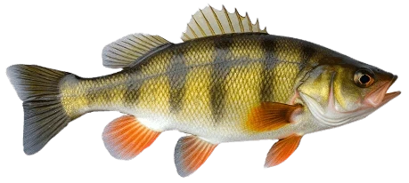 Okoń rzeczny