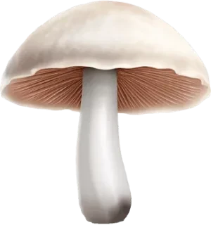 Pieczarka