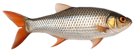 Płoć