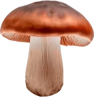 Podbrzeźnik
