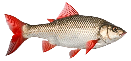 Dorsz