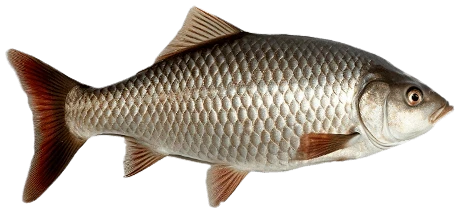 Złota rybka